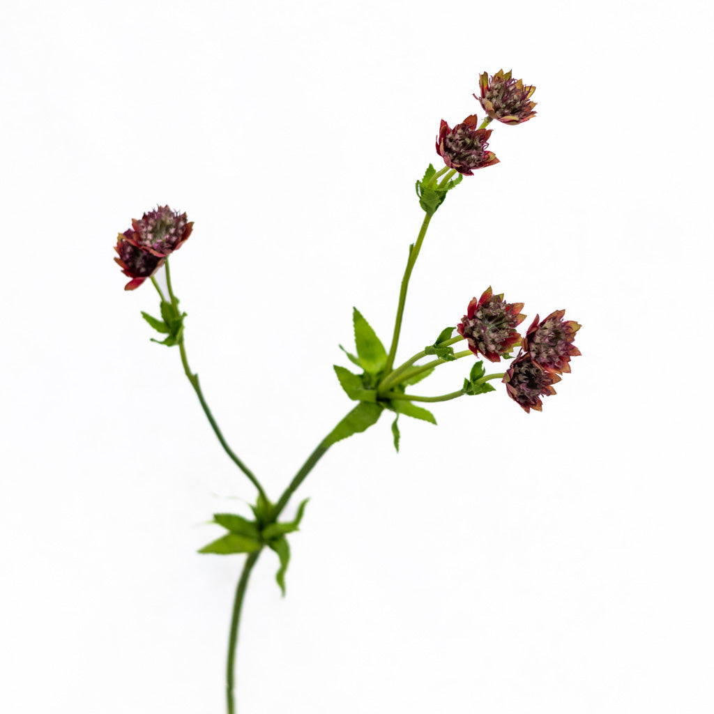 Astrantia Burgundy Red Spray