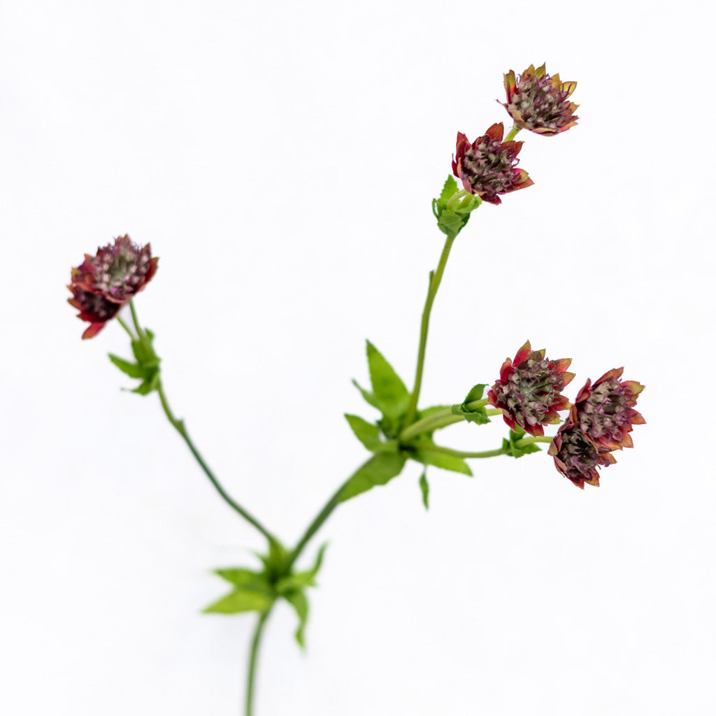 Astrantia Burgundy Red Spray