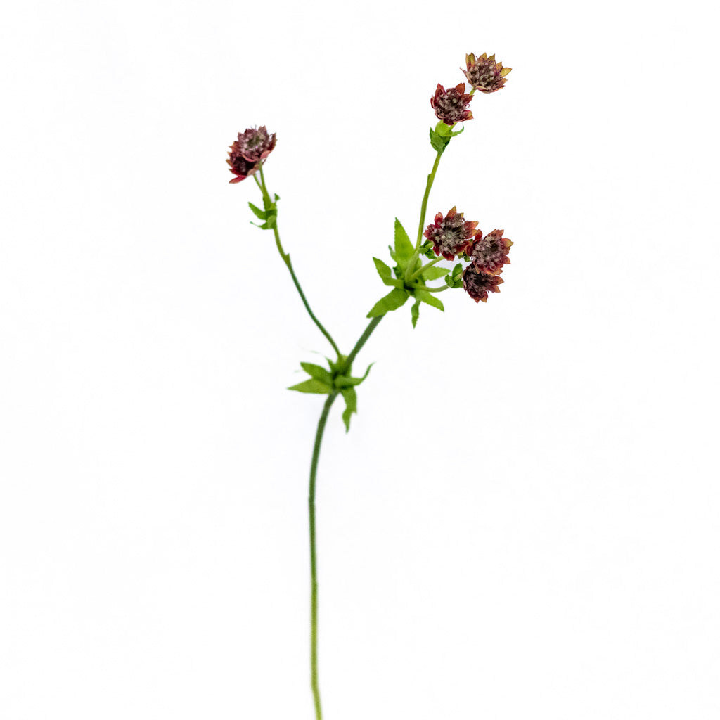 Astrantia Burgundy Red Spray