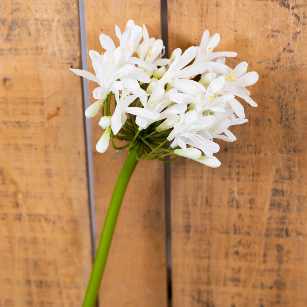 Just-Cut Agapanthus Stem White
