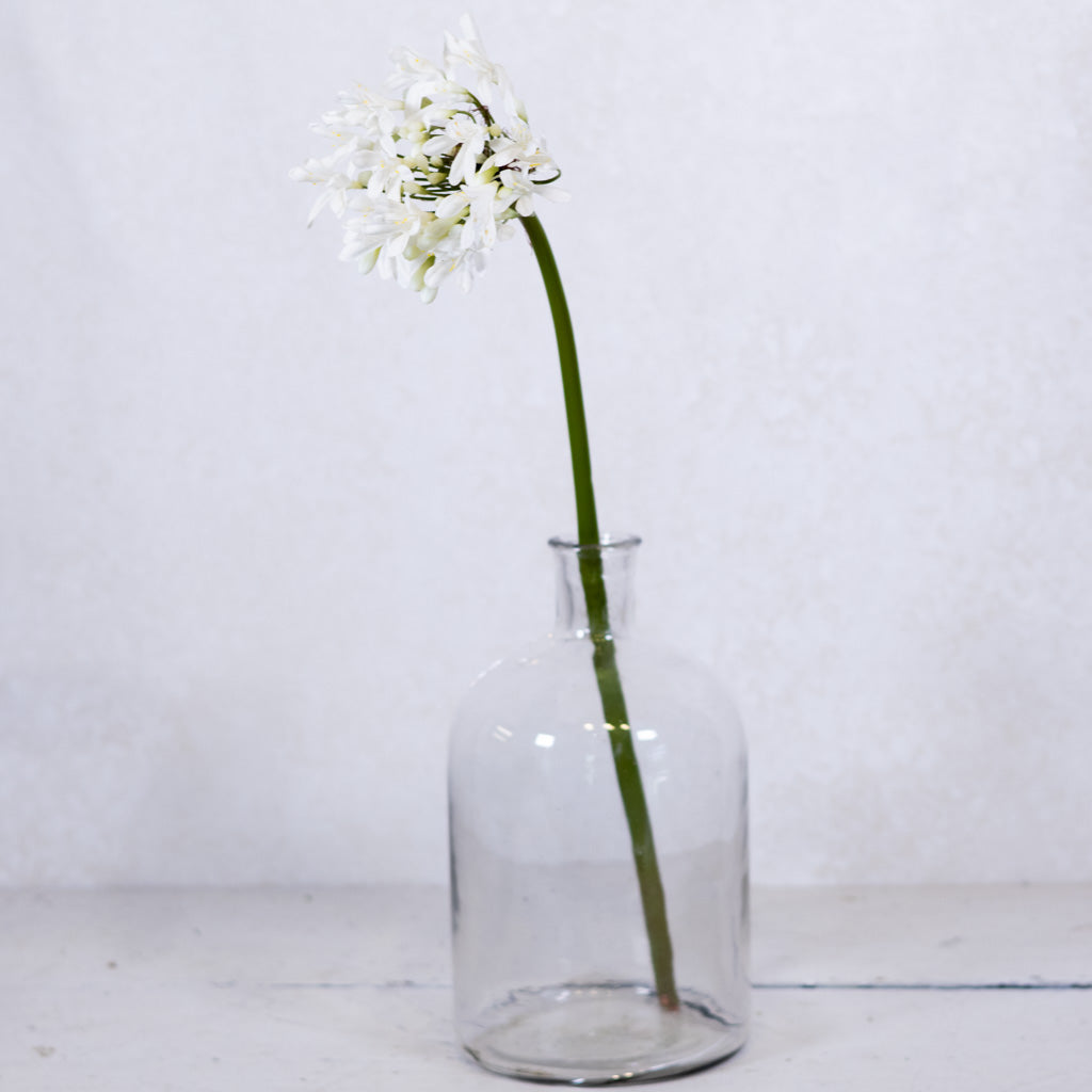 Just-Cut Agapanthus Stem White