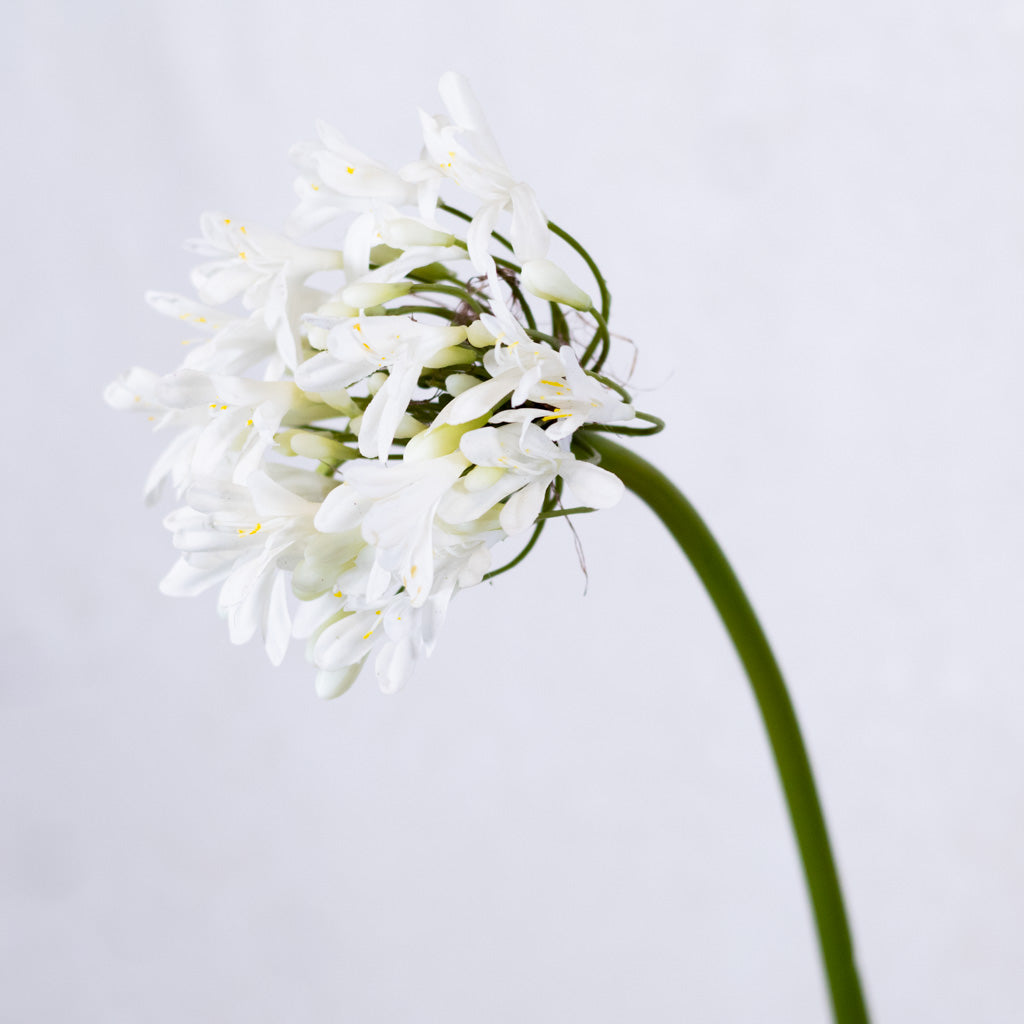 Just-Cut Agapanthus Stem White