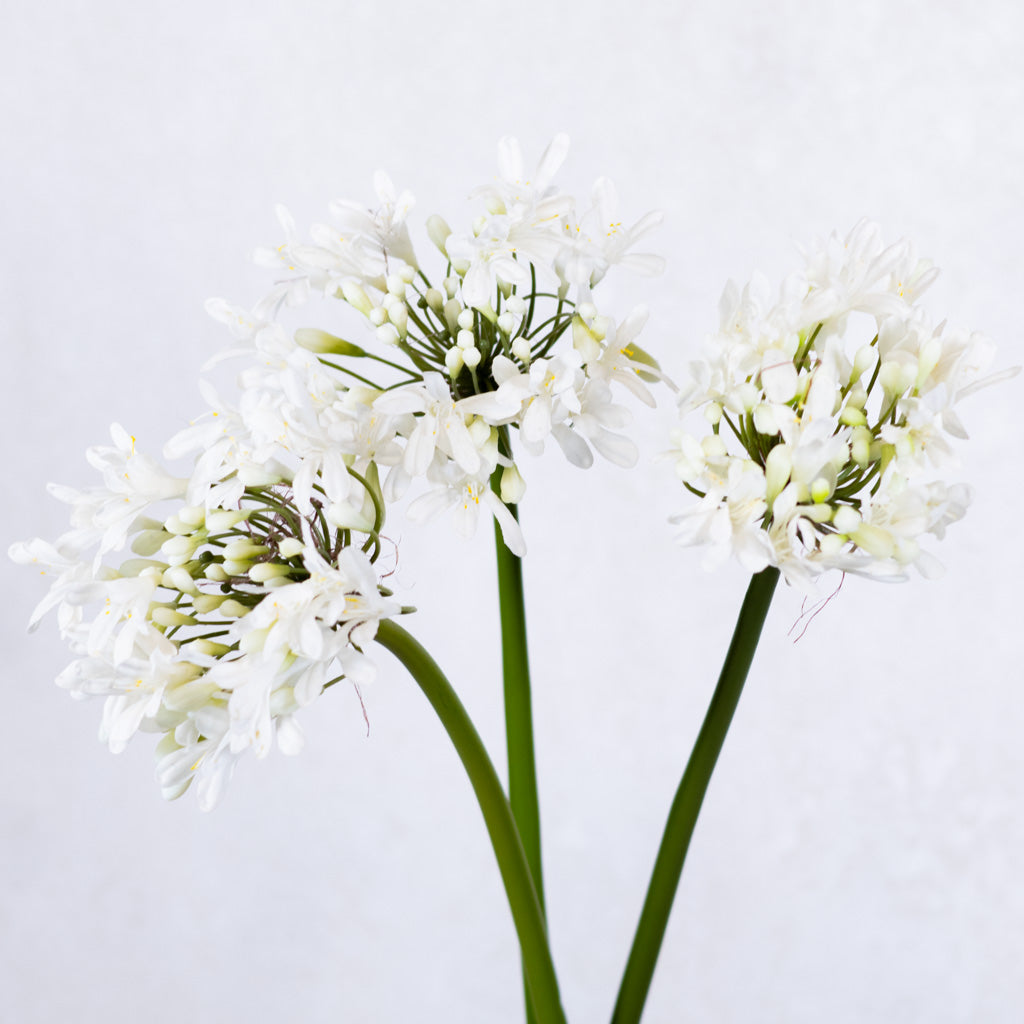 Just-Cut Agapanthus Stem White