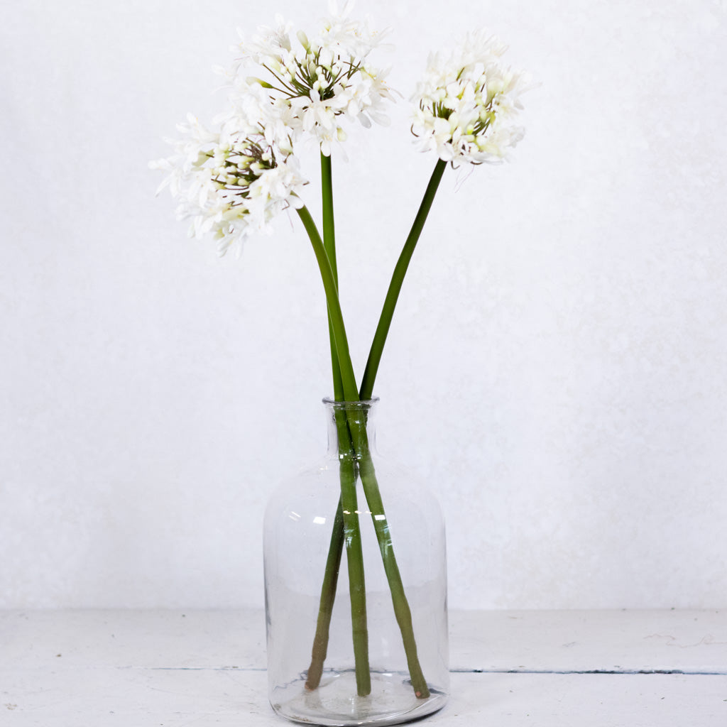 Just-Cut Agapanthus Stem White