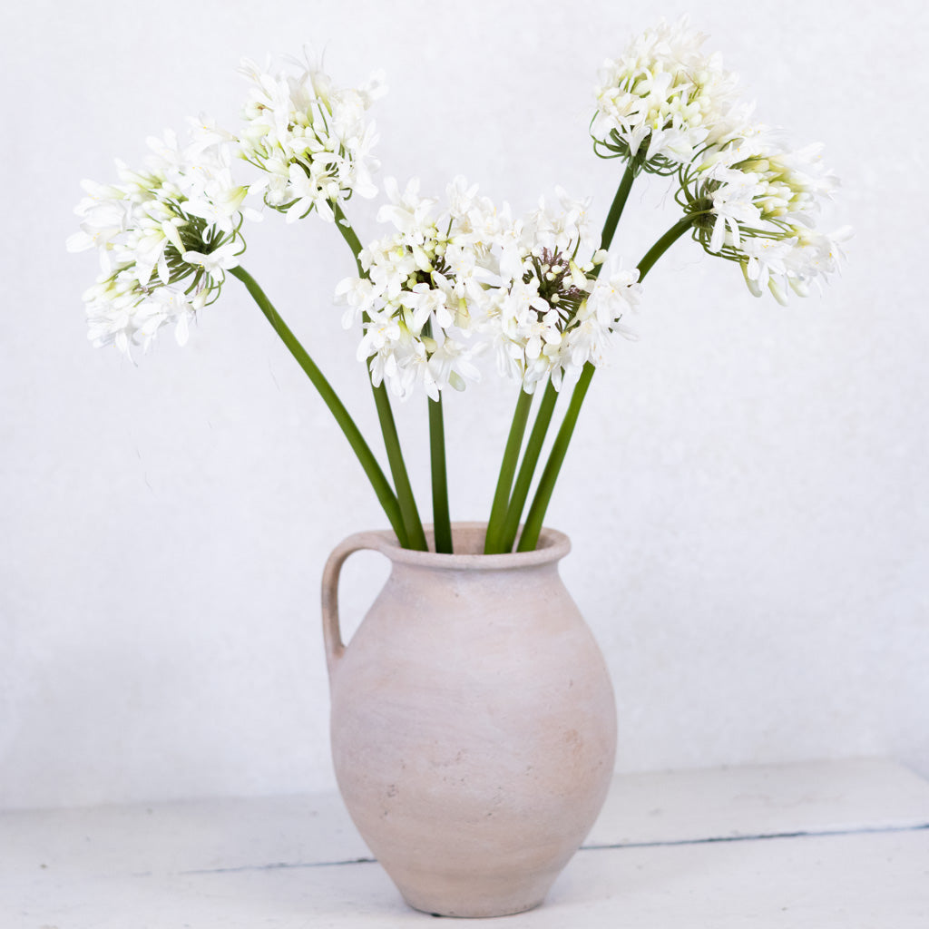 Just-Cut Agapanthus Stem White