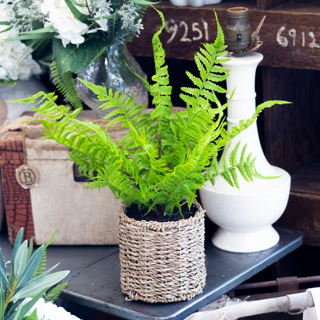 Potted Sword Fern in Round Woven Basket