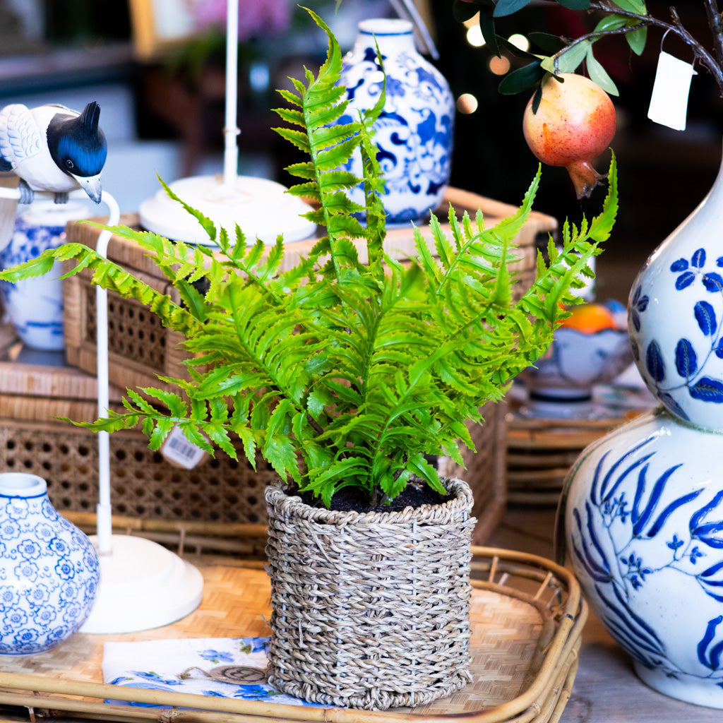 Potted Sword Fern in Round Woven Basket
