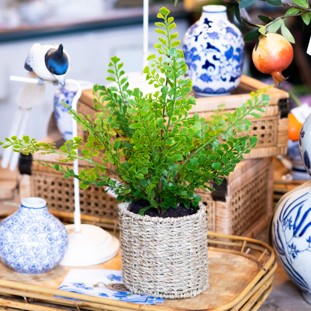 Potted Maidenhair Fern in Round Woven Basket