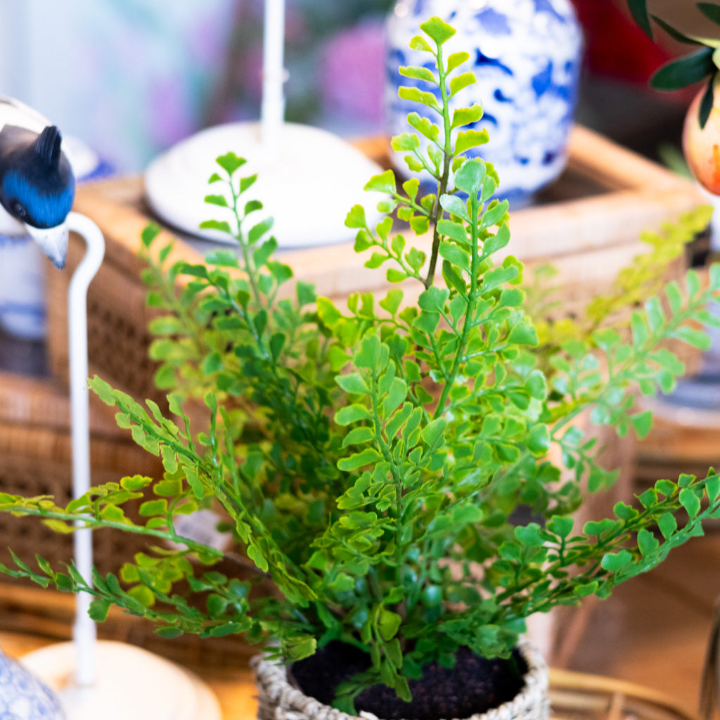 Potted Maidenhair Fern in Round Woven Basket