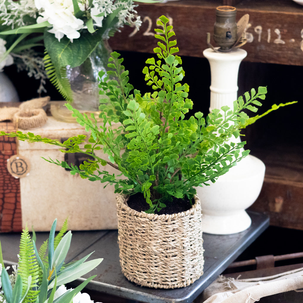 Potted Maidenhair Fern in Round Woven Basket