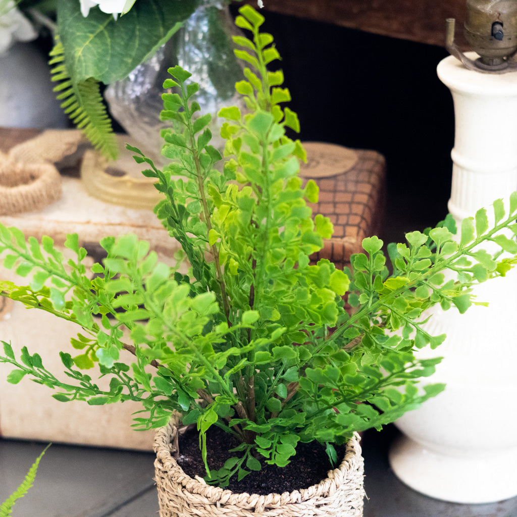 Potted Maidenhair Fern in Round Woven Basket