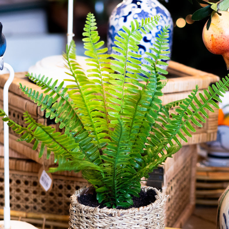 Potted Boston Fern in Round Woven Basket