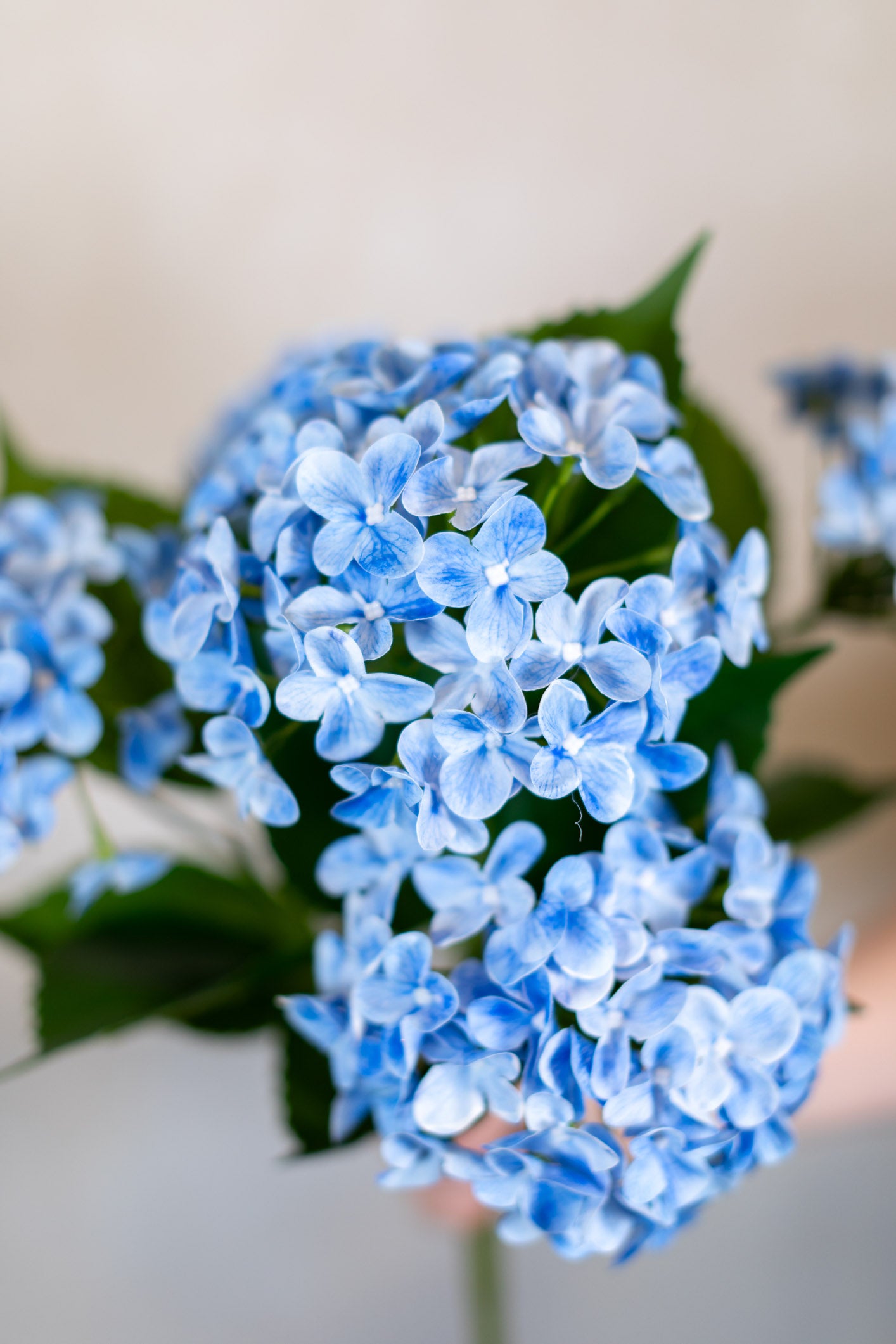 Blue Hydrangea Bush Natural Touch Garden