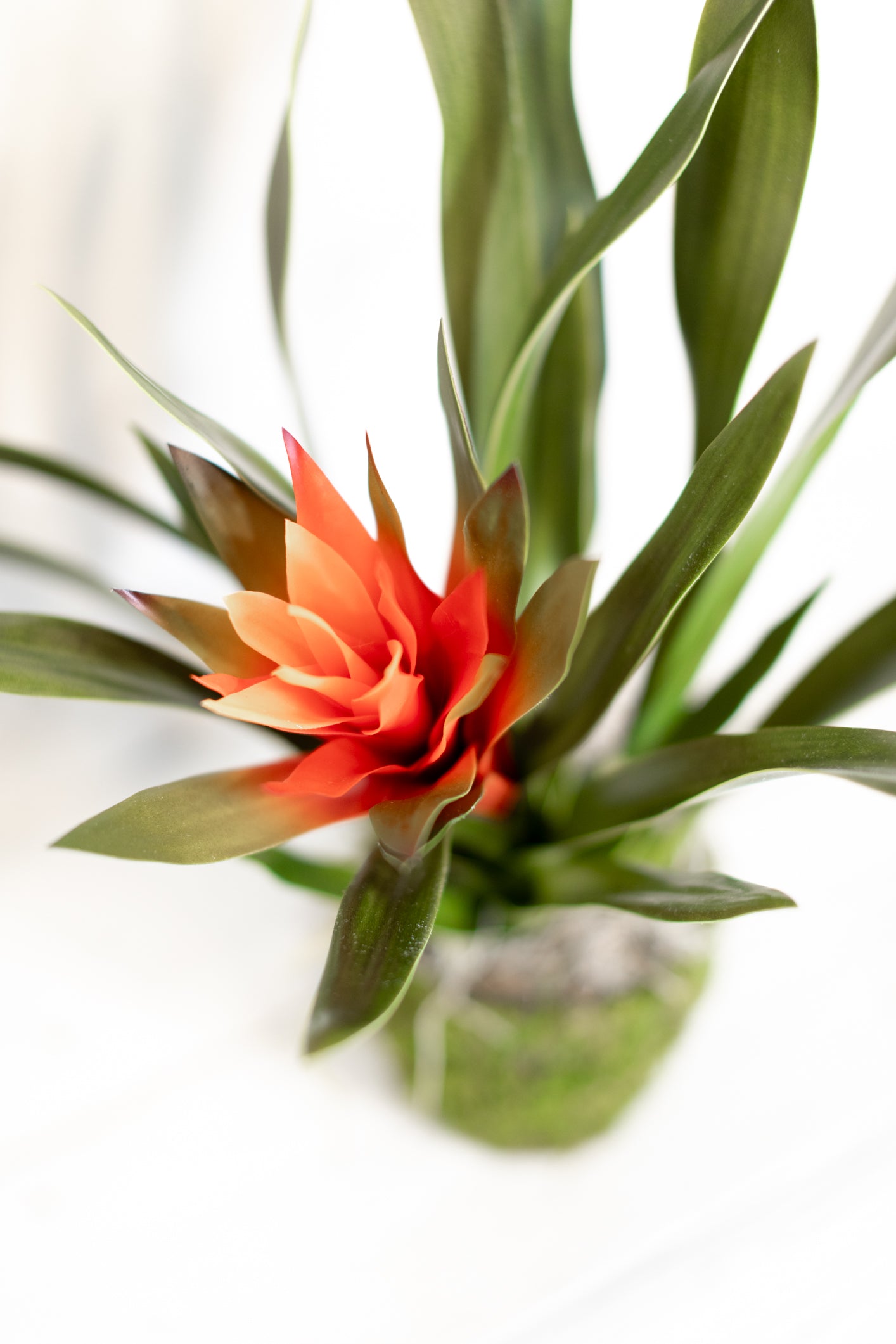 Bromeliad Red-Orange Plant in Moss Pot