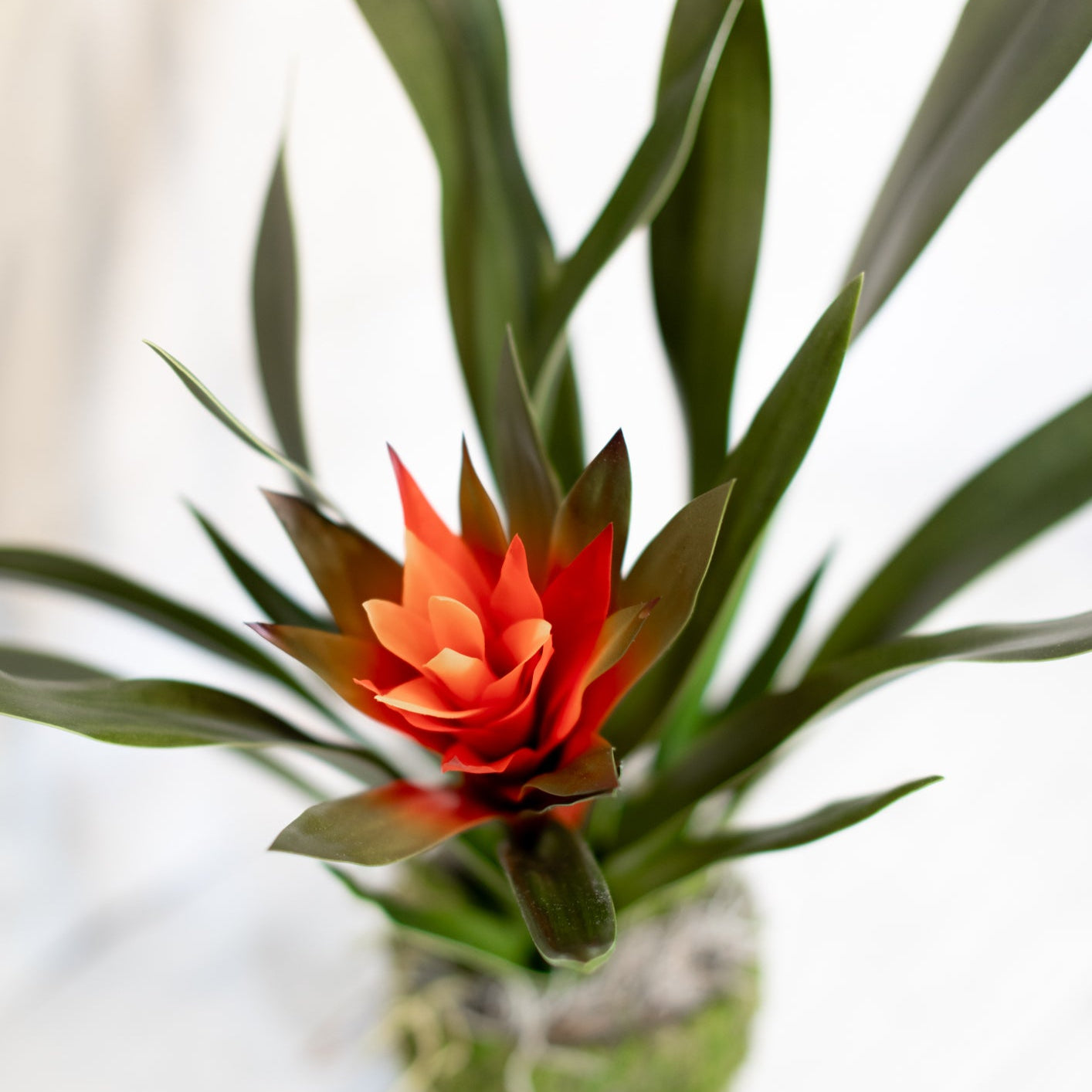 Bromeliad Red-Orange Plant in Moss Pot