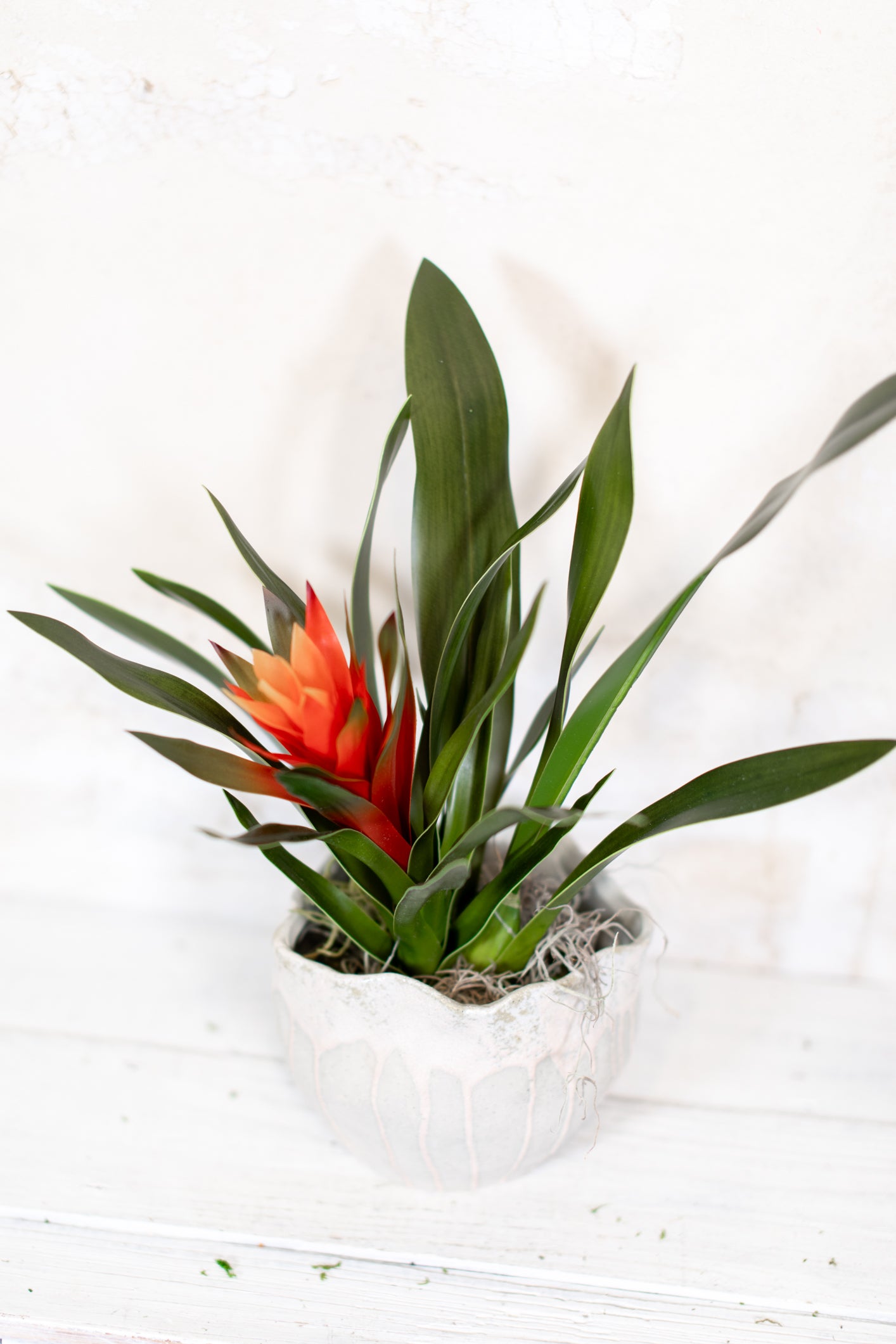 Bromeliad Red-Orange Plant in Moss Pot