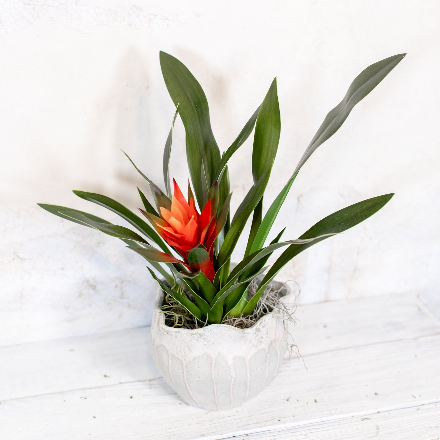 Bromeliad Red-Orange Plant in Moss Pot