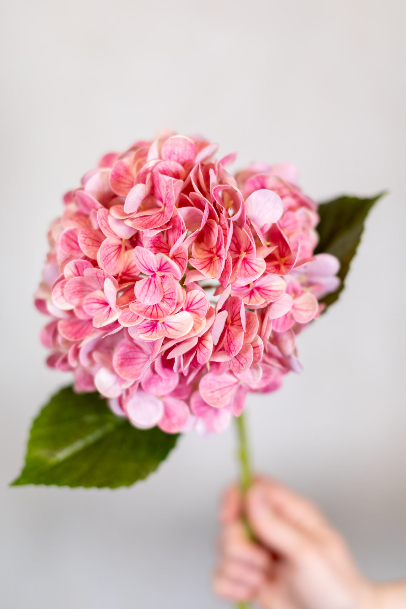 Hot Pink Hydrangea Single Real Touch