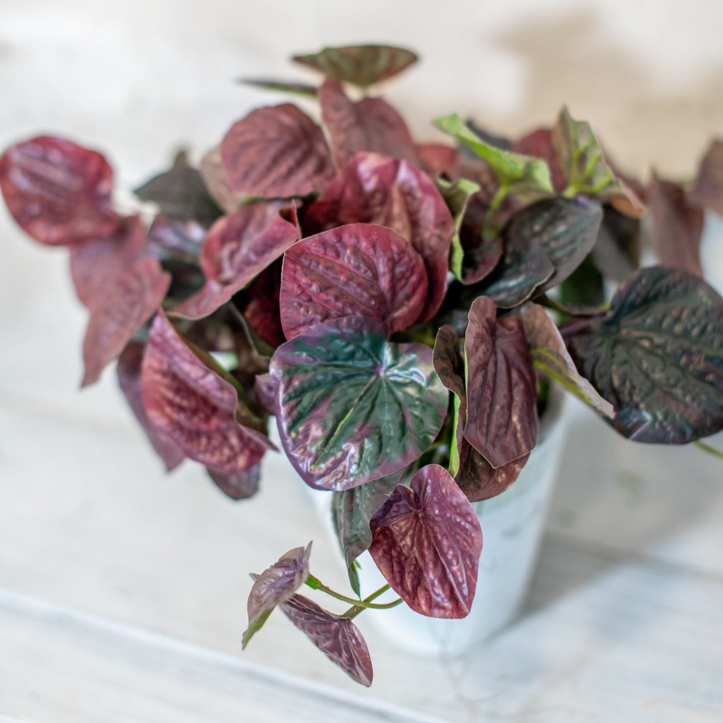Peperomia Burgundy Bush Drop in