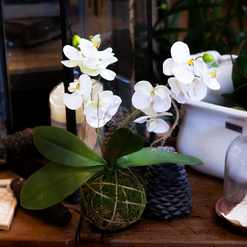 White Orchid with Moss Ball Real Touch 15"H