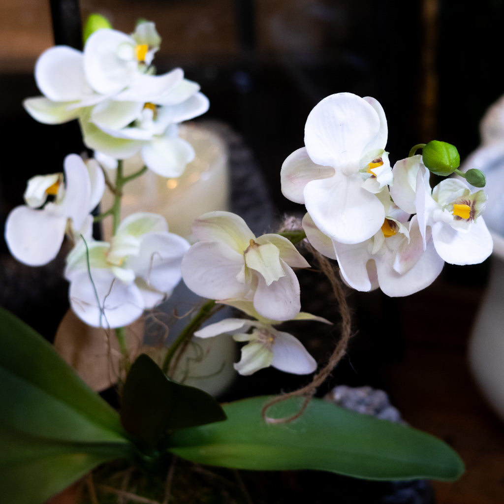 White Orchid with Moss Ball Real Touch 15"H