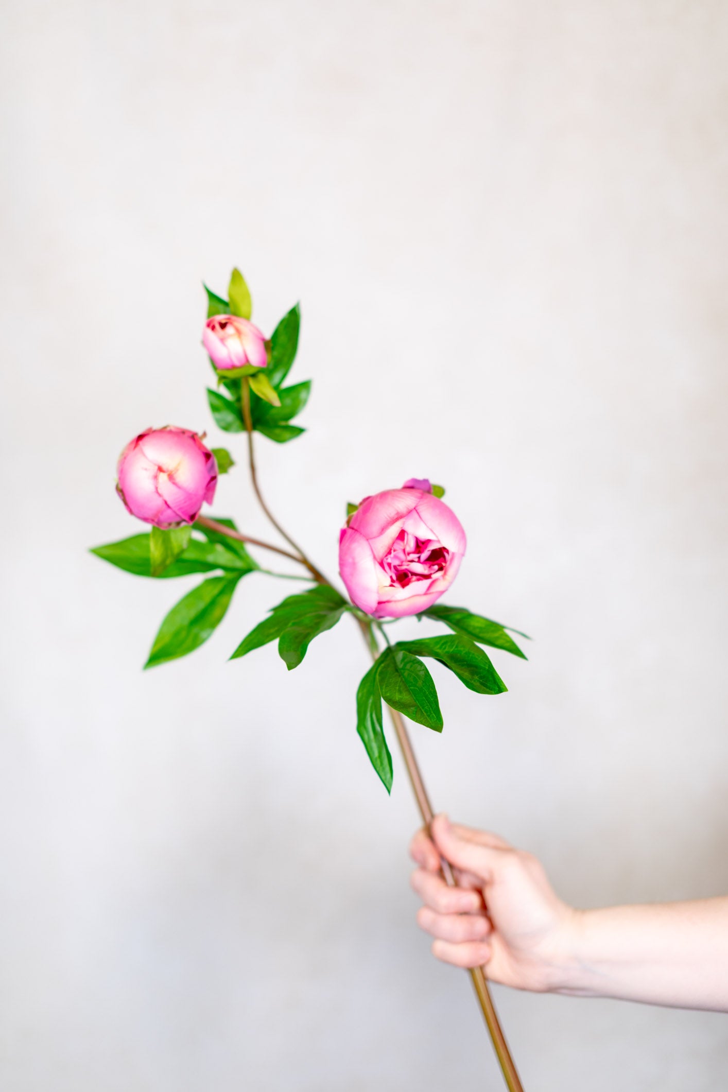Just Cut Peony Bud Spray Stem Pink