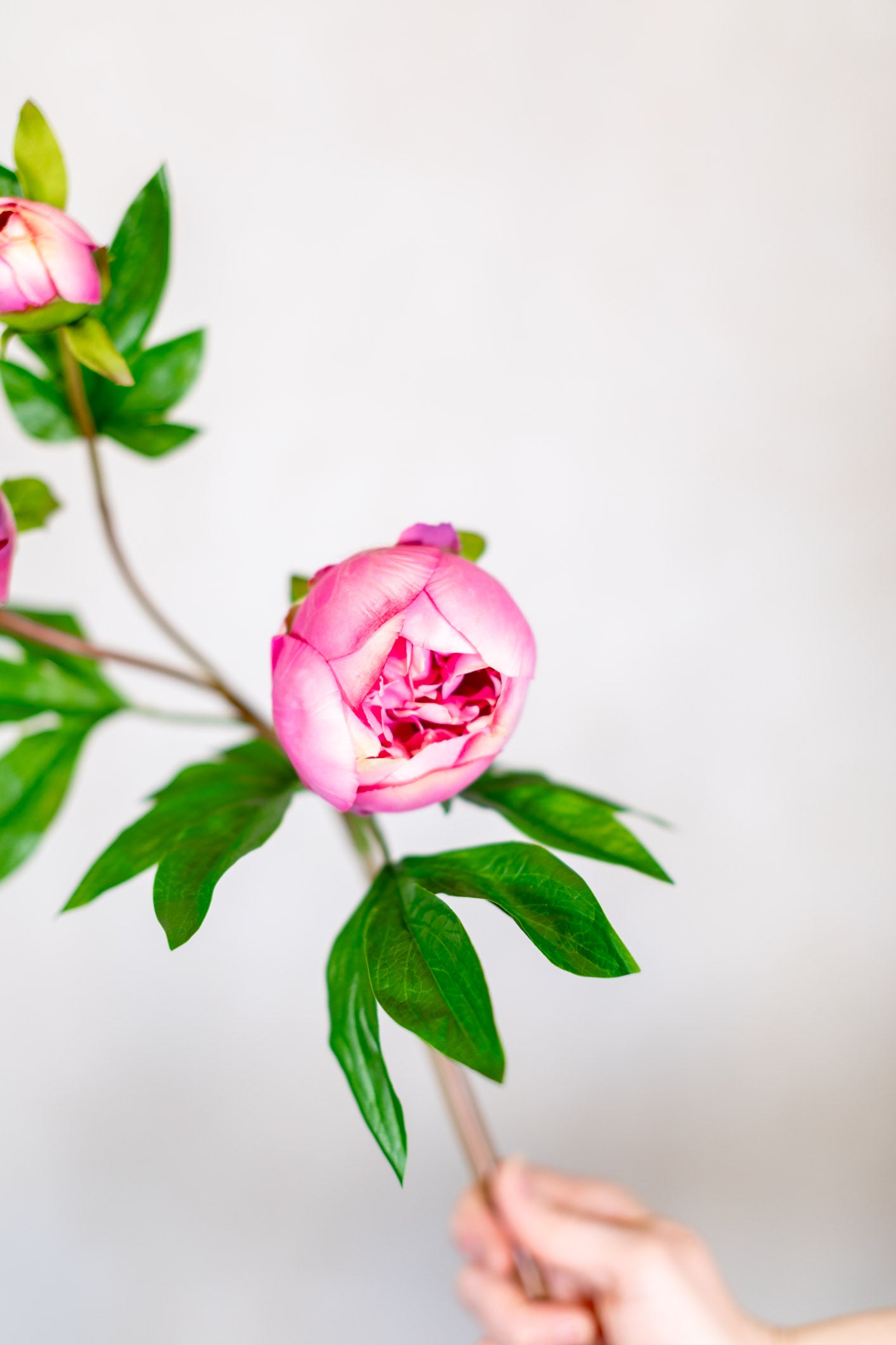 Just Cut Peony Bud Spray Stem Pink