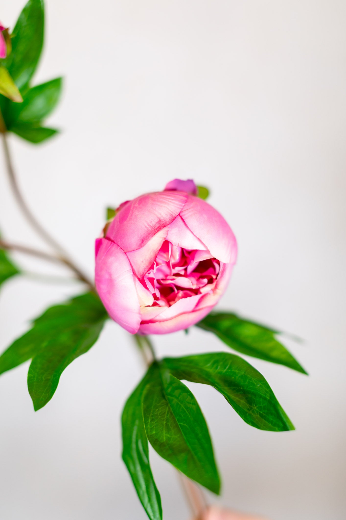 Just Cut Peony Bud Spray Stem Pink