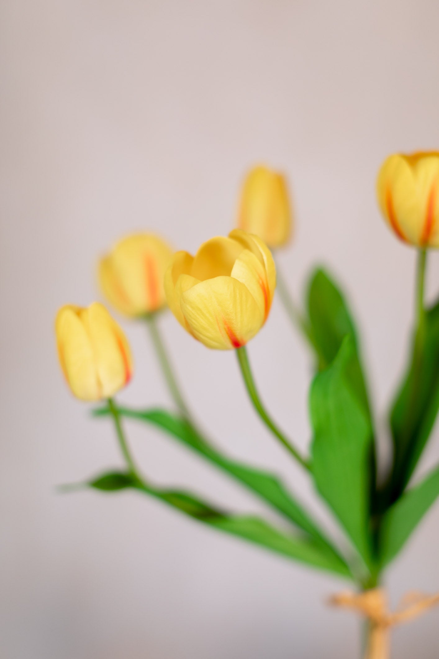 Yellow Cerise Tulip Bundle of Six