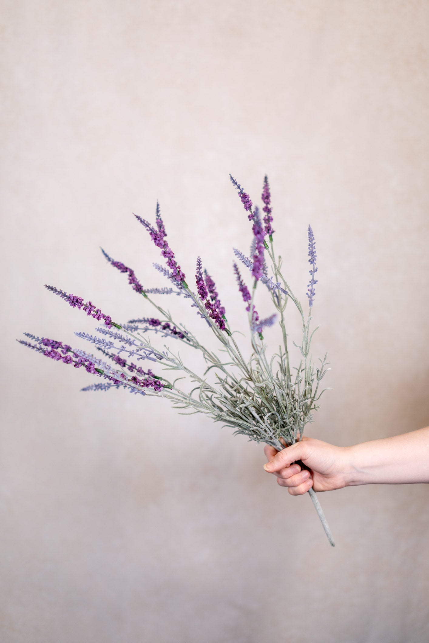 English Lavender Bush
