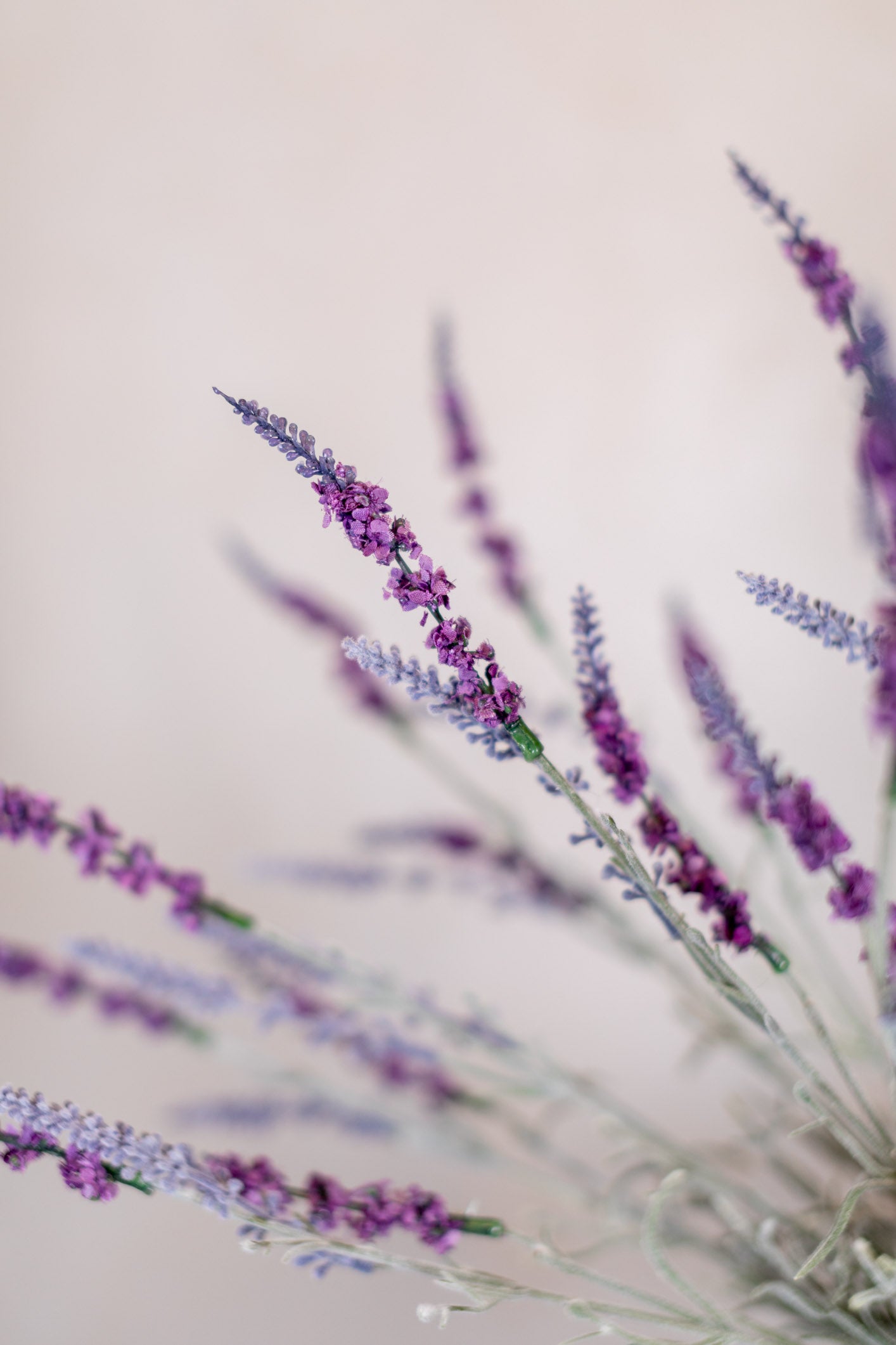 English Lavender Bush