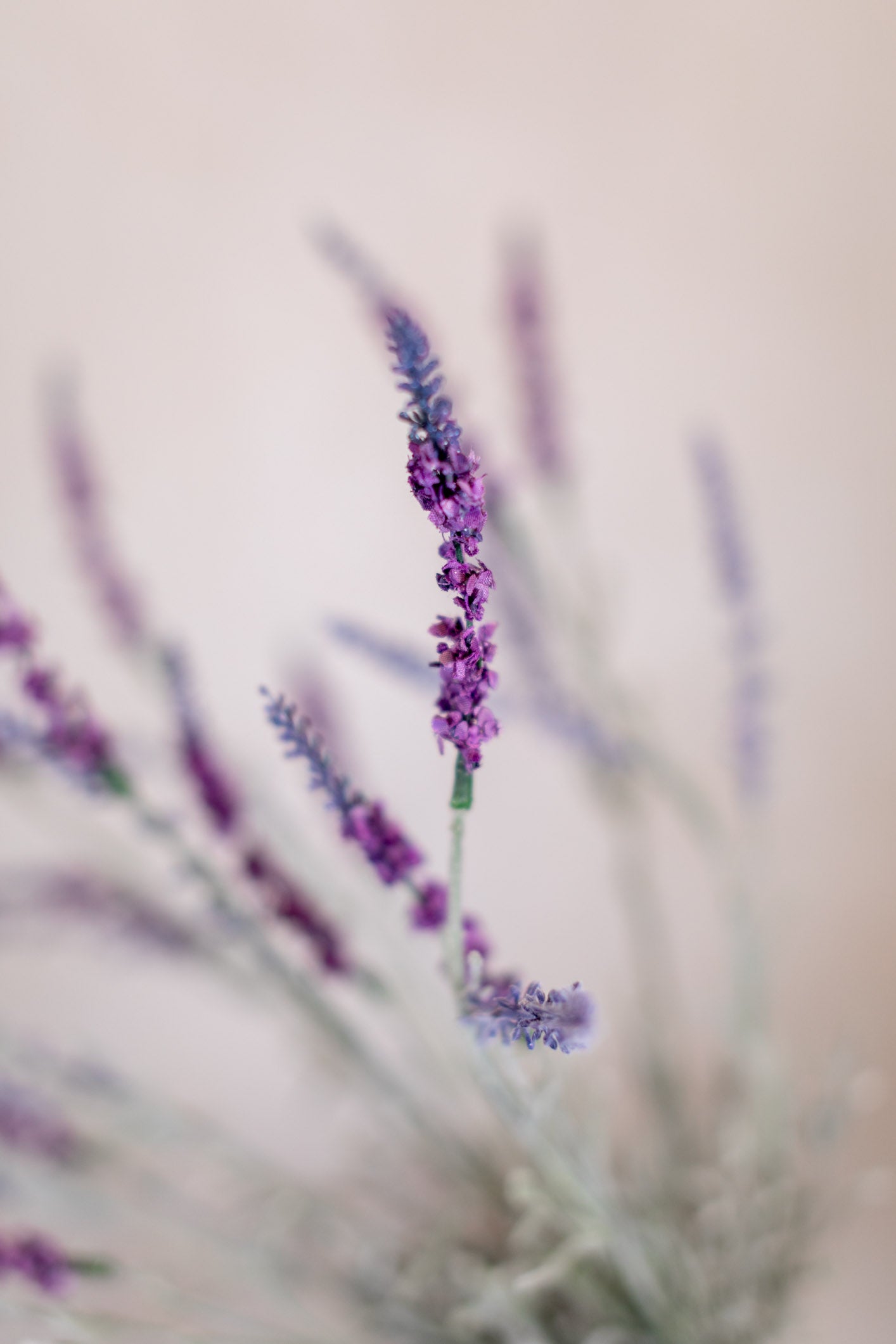 English Lavender Bush