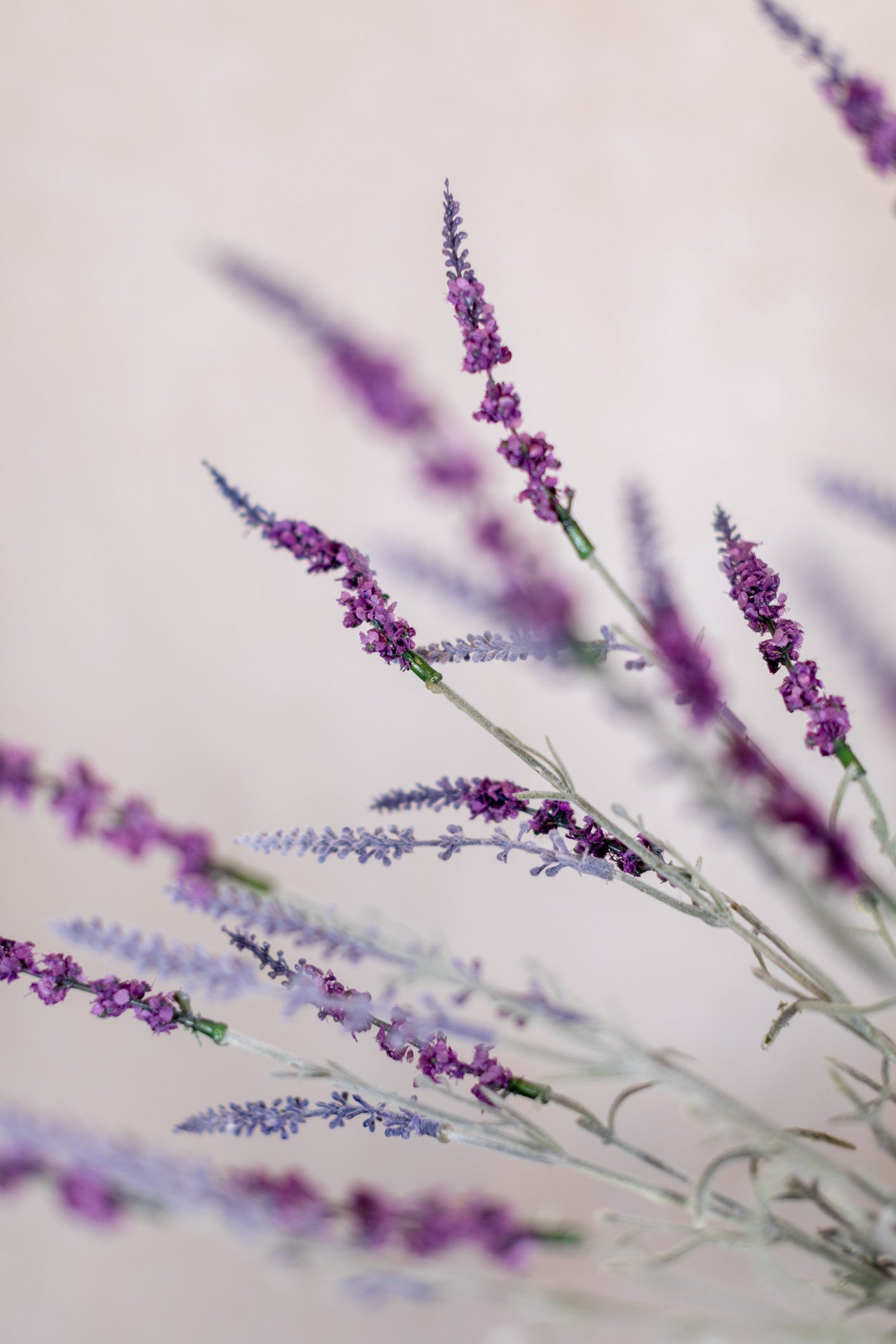 English Lavender Bush