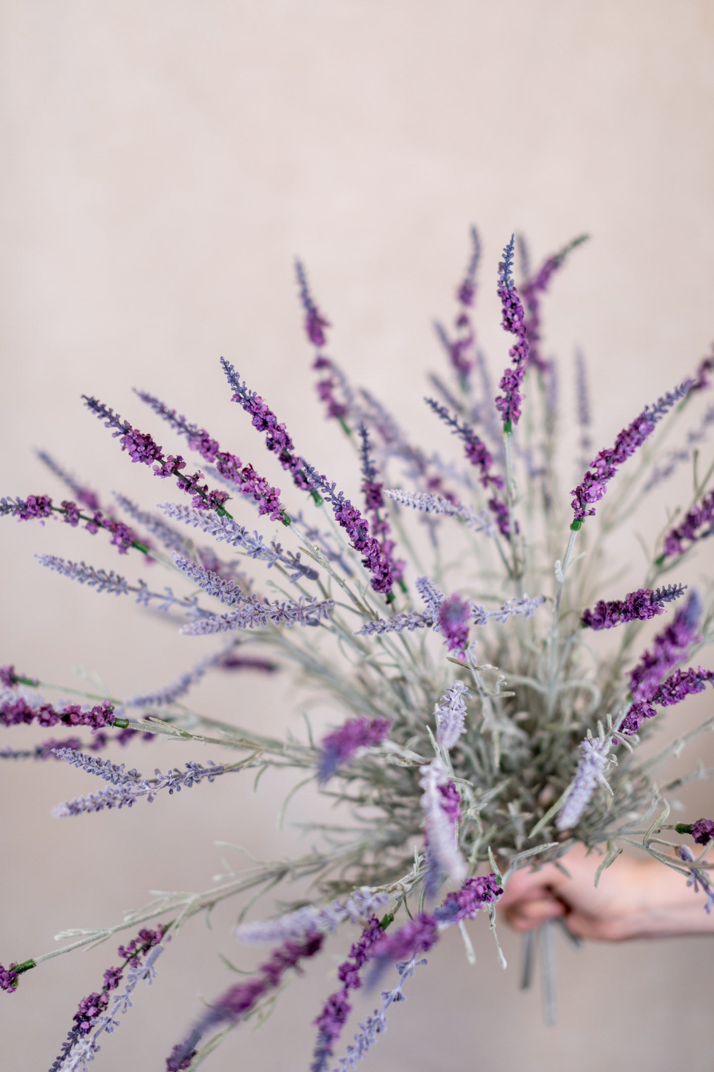 English Lavender Bush