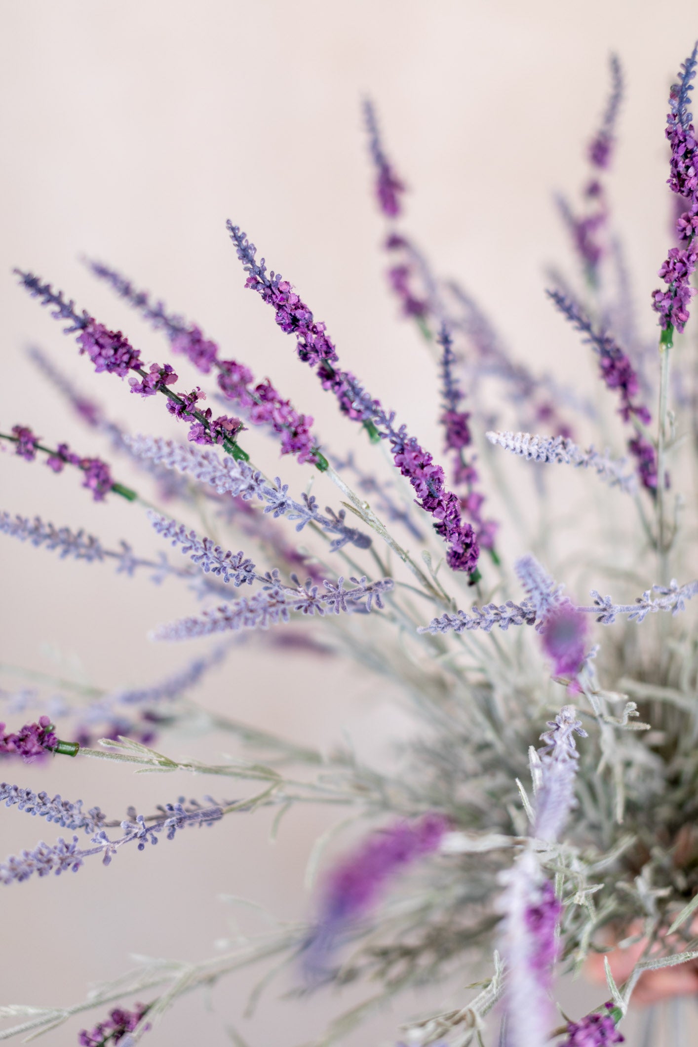 English Lavender Bush