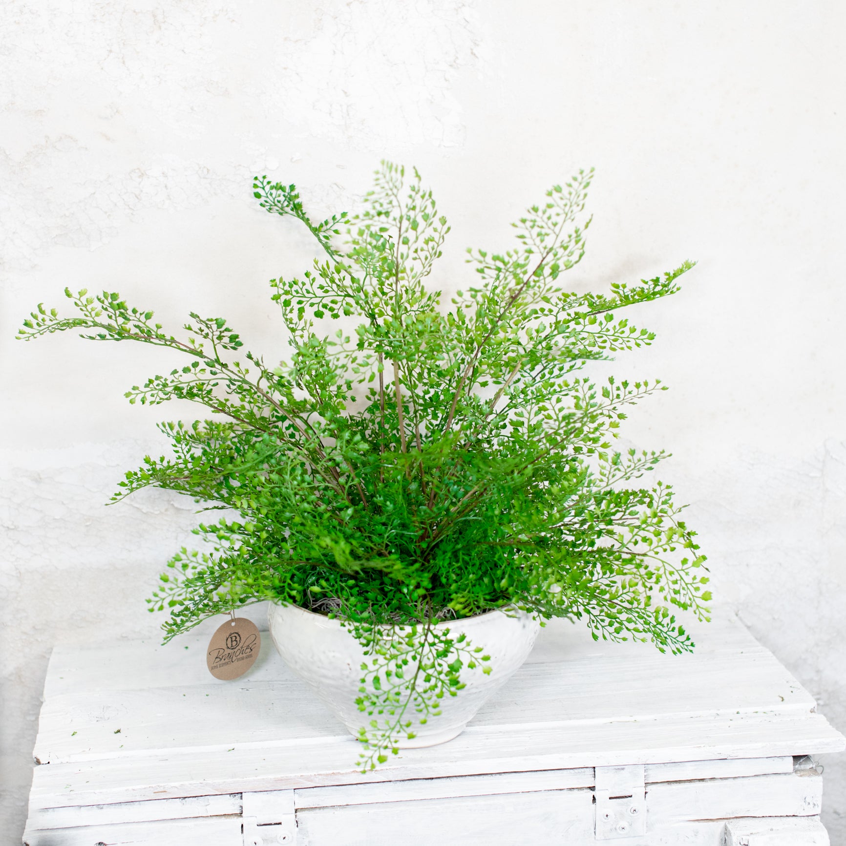 Maidenhair Drop In Large