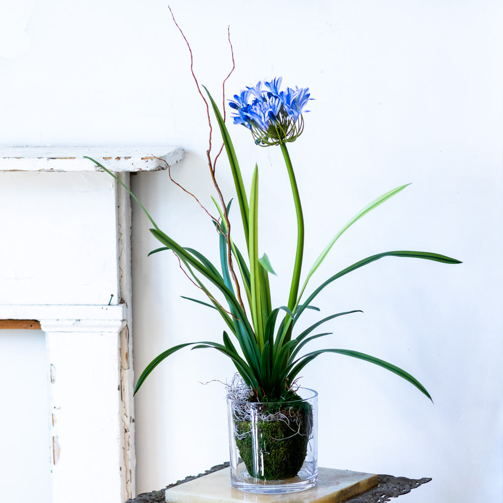 Single Blue Agapanthus Drop In