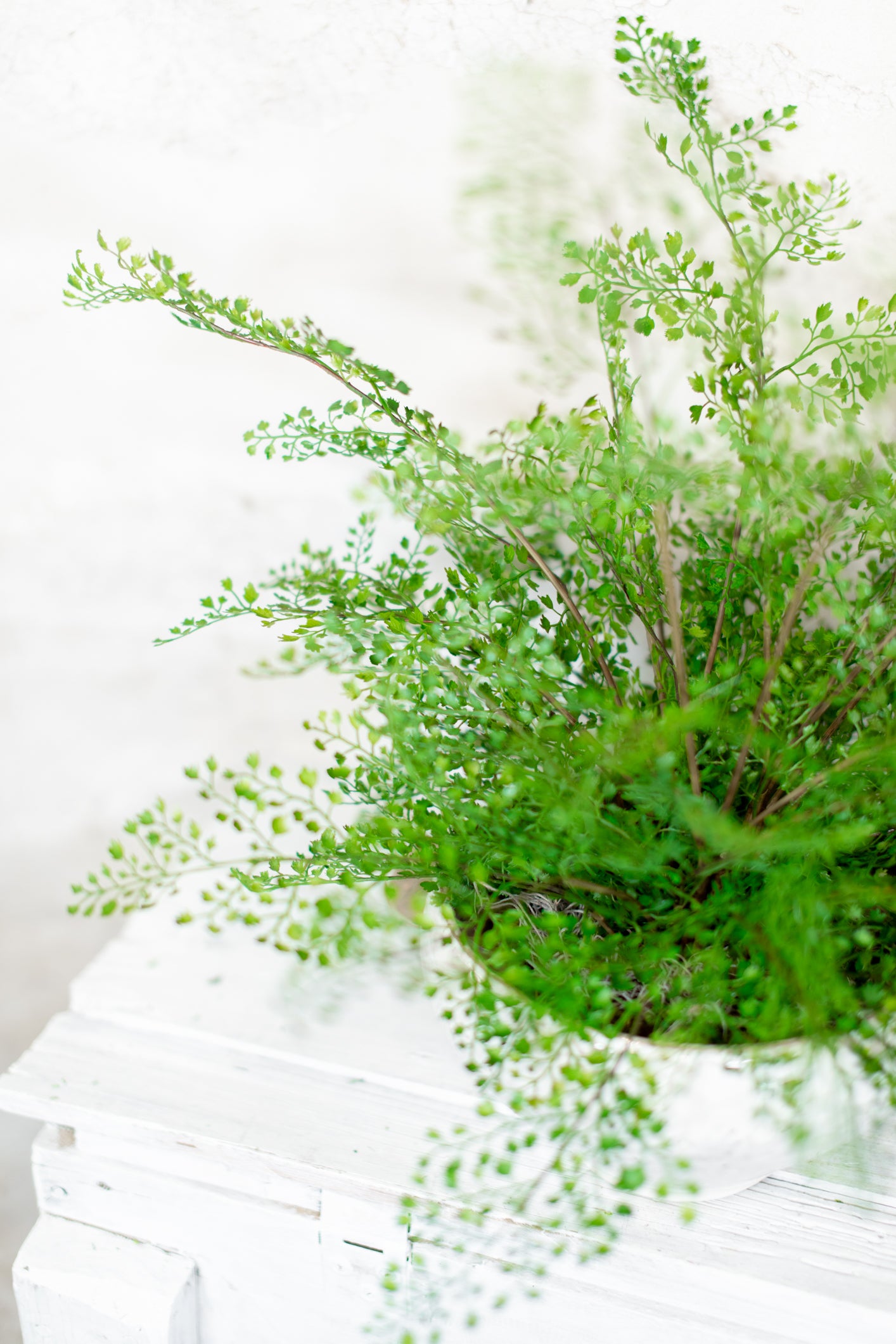 Maidenhair Drop In Large