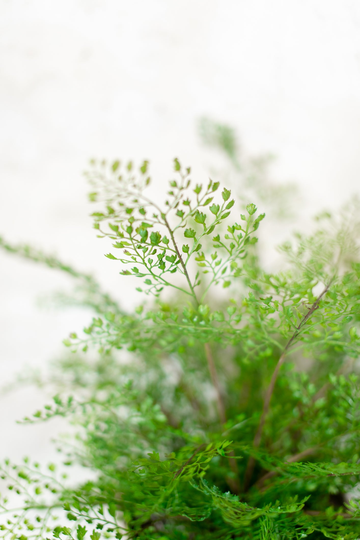 Maidenhair Drop In Large