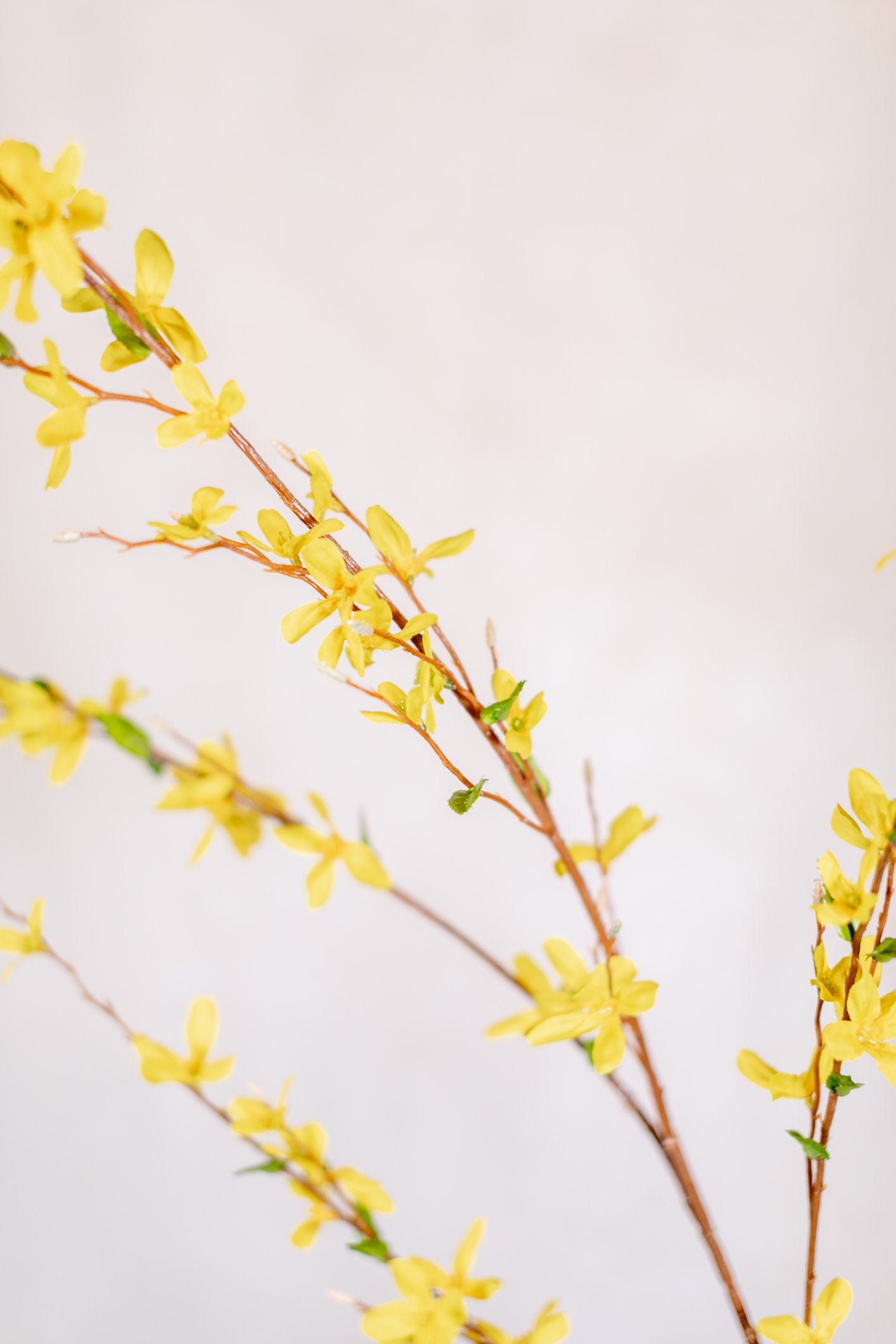 Forsythia Branch Yellow