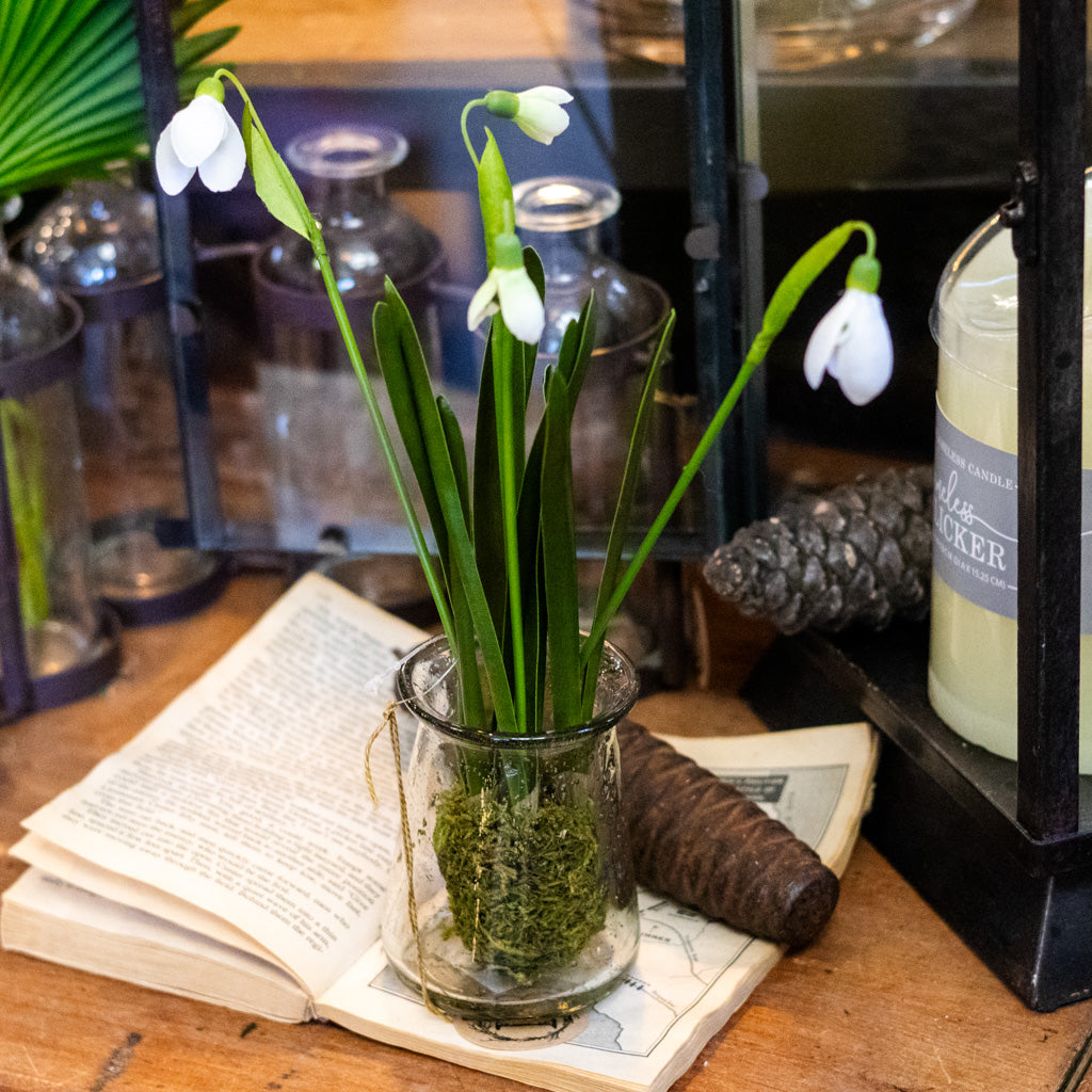 Snowdrop Plant Drop In