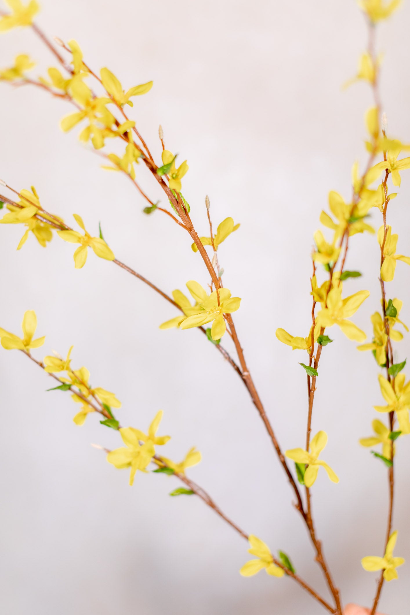 Forsythia Branch Yellow