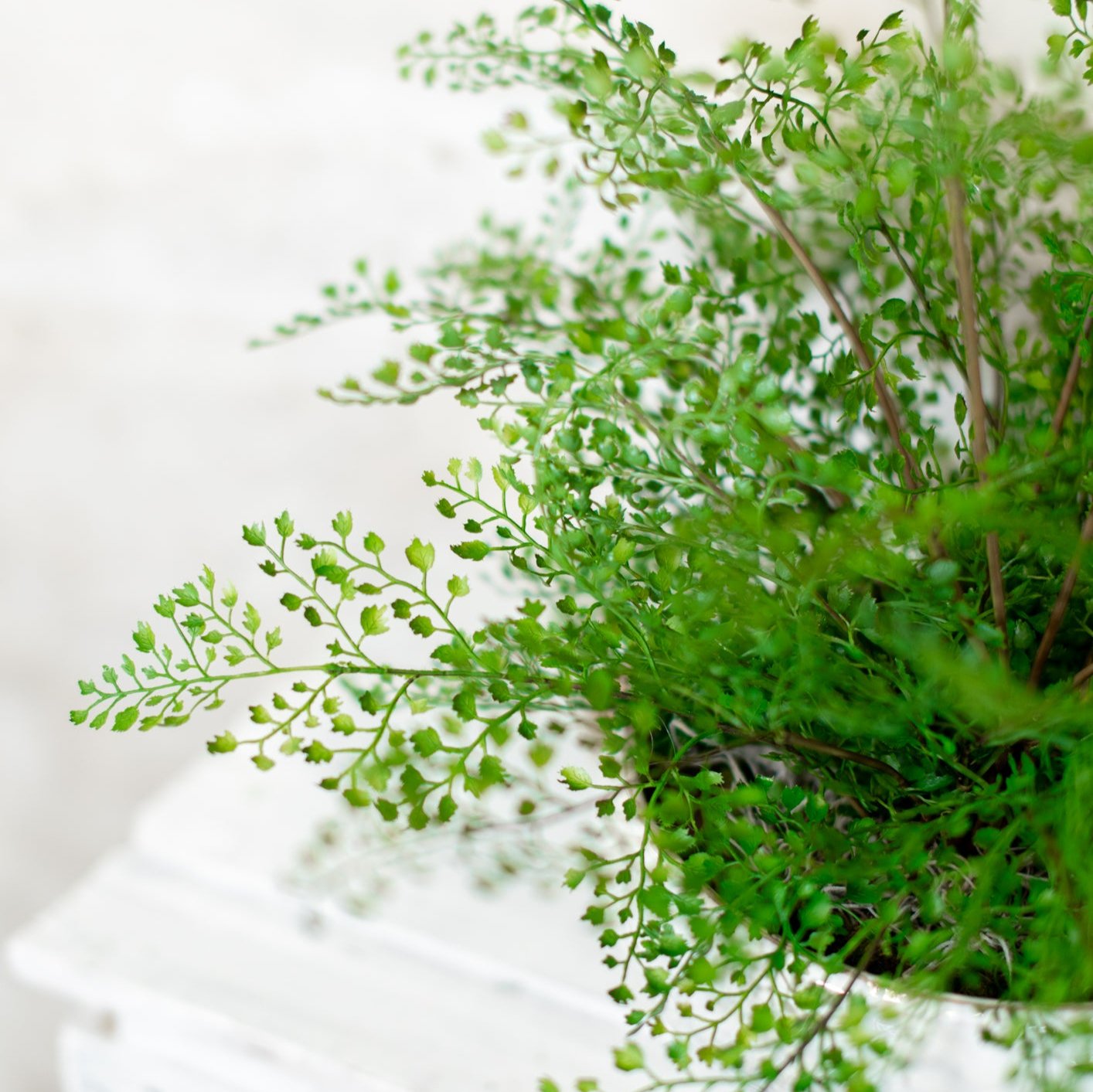 Maidenhair Drop In Large