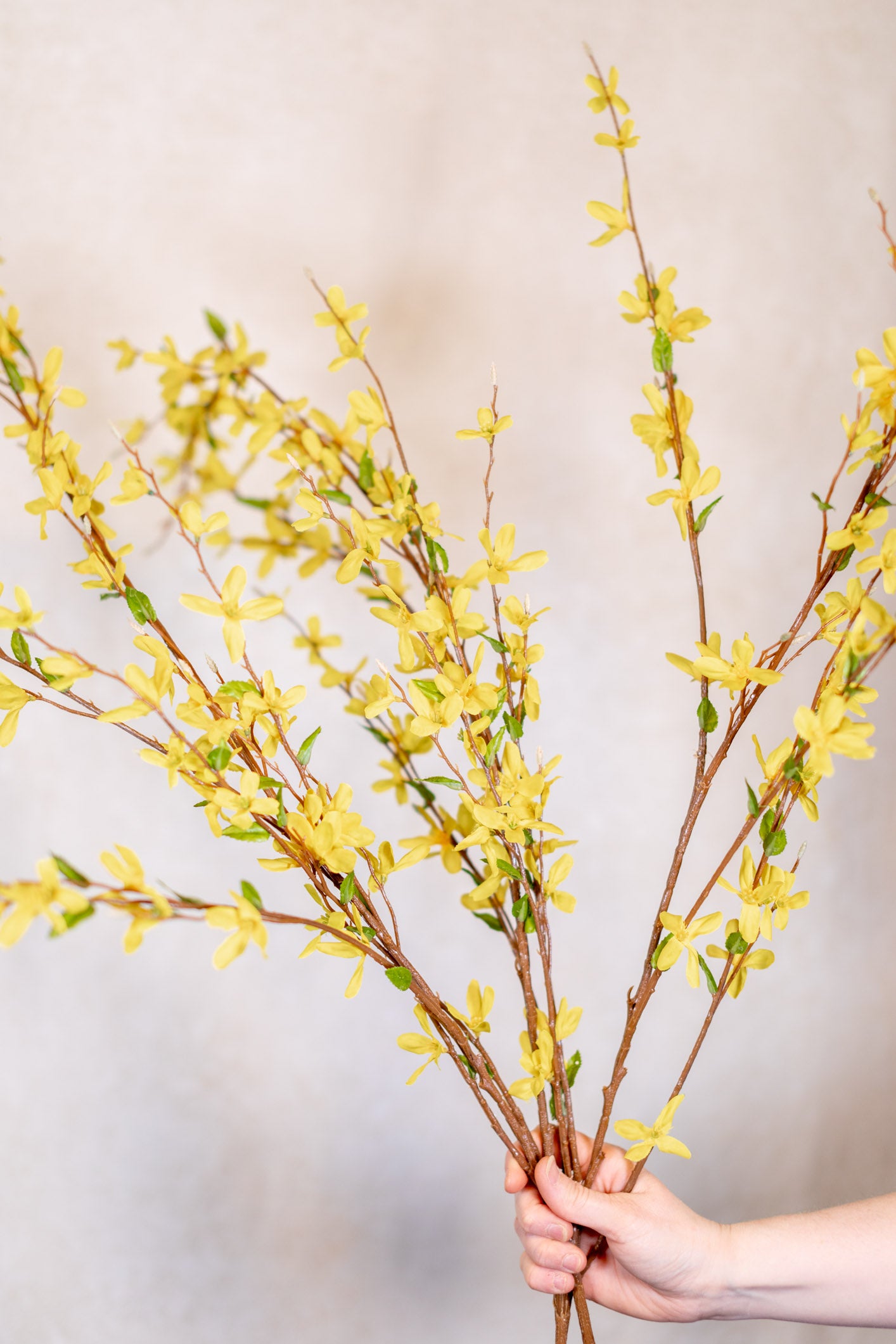 Forsythia Branch Yellow