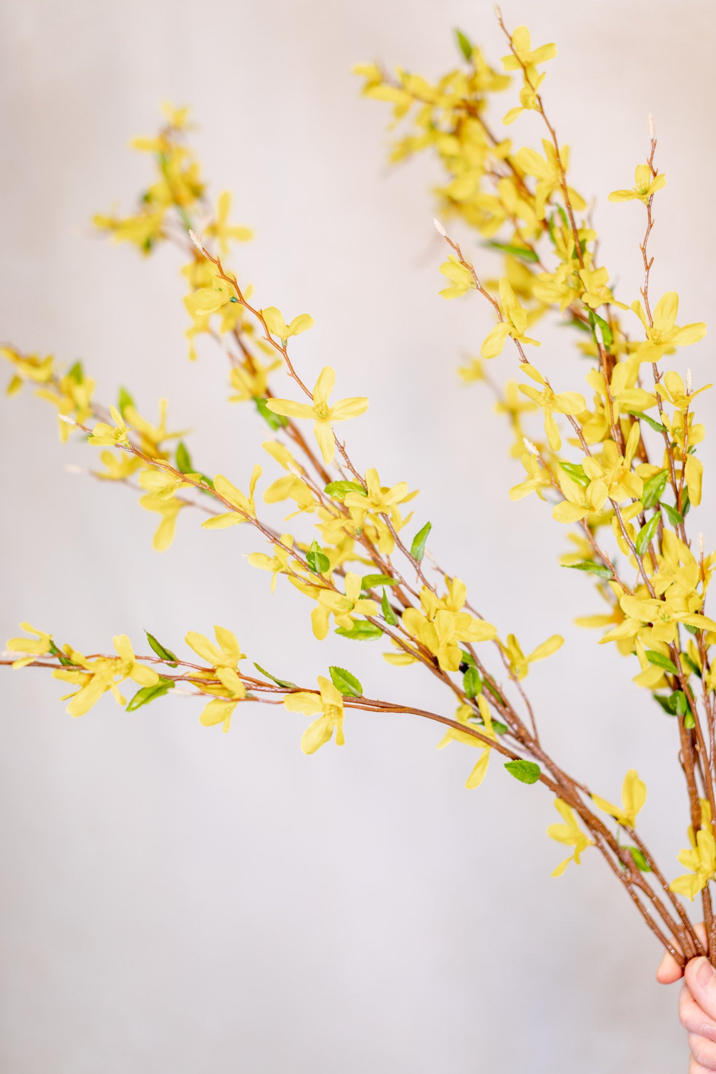 Forsythia Branch Yellow