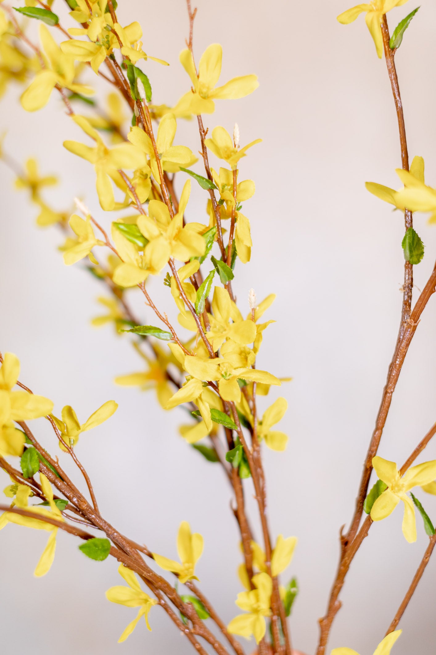 Forsythia Branch Yellow