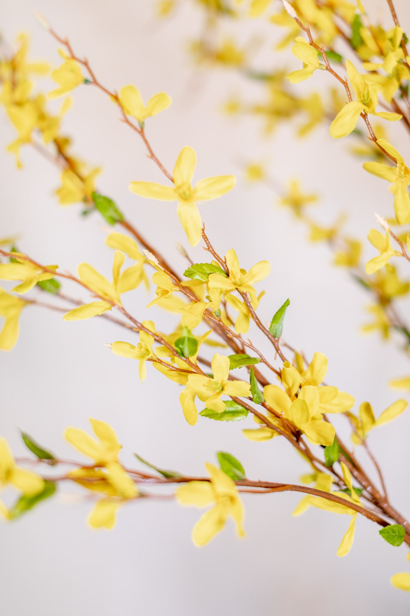 Forsythia Branch Yellow