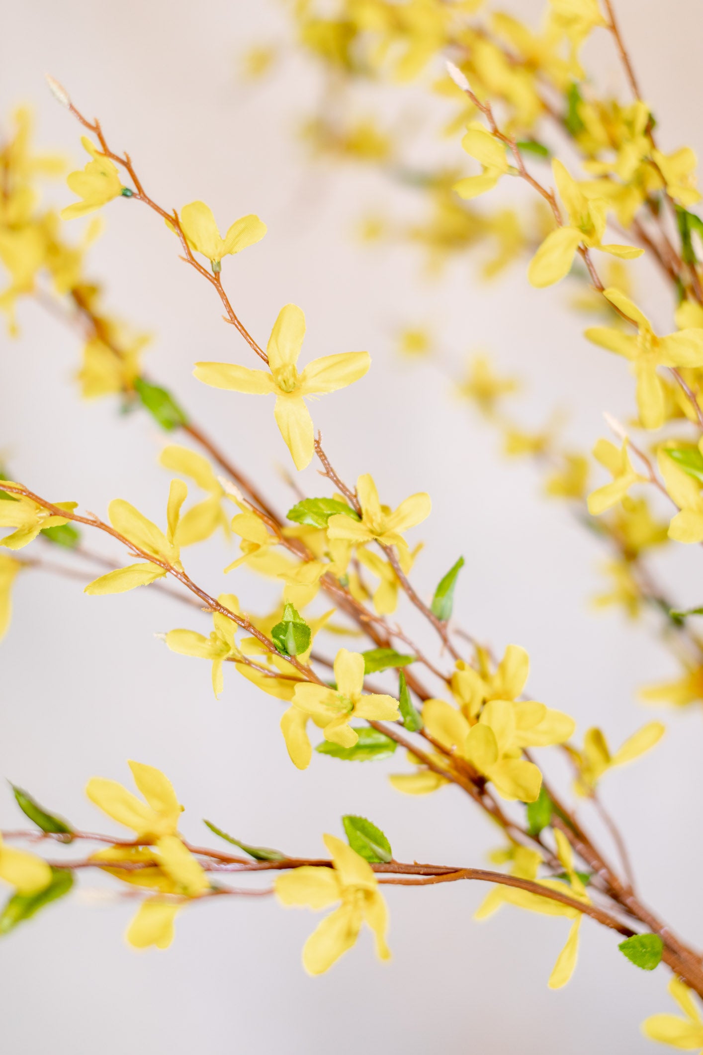 Forsythia Branch Yellow