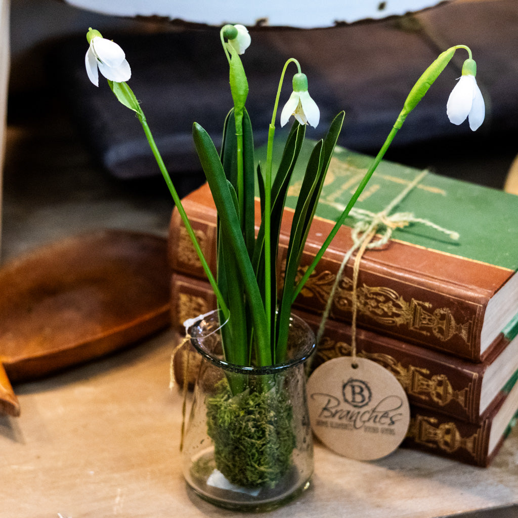 Snowdrop Plant Drop In