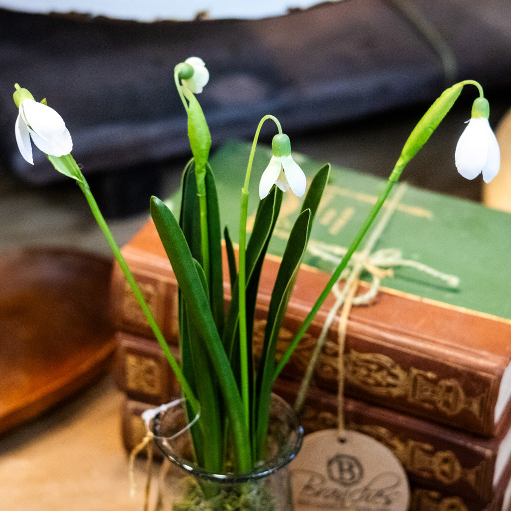 Snowdrop Plant Drop In